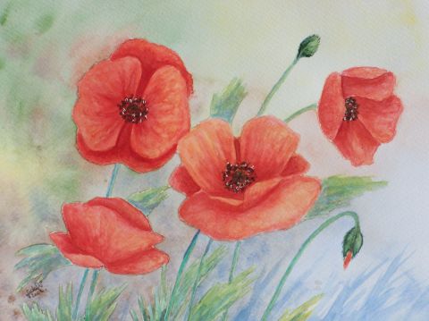 Coquelicots dans la brise